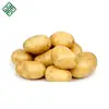 Bangladesh Fresh Vegetable Potato/ New crop fresh potato
