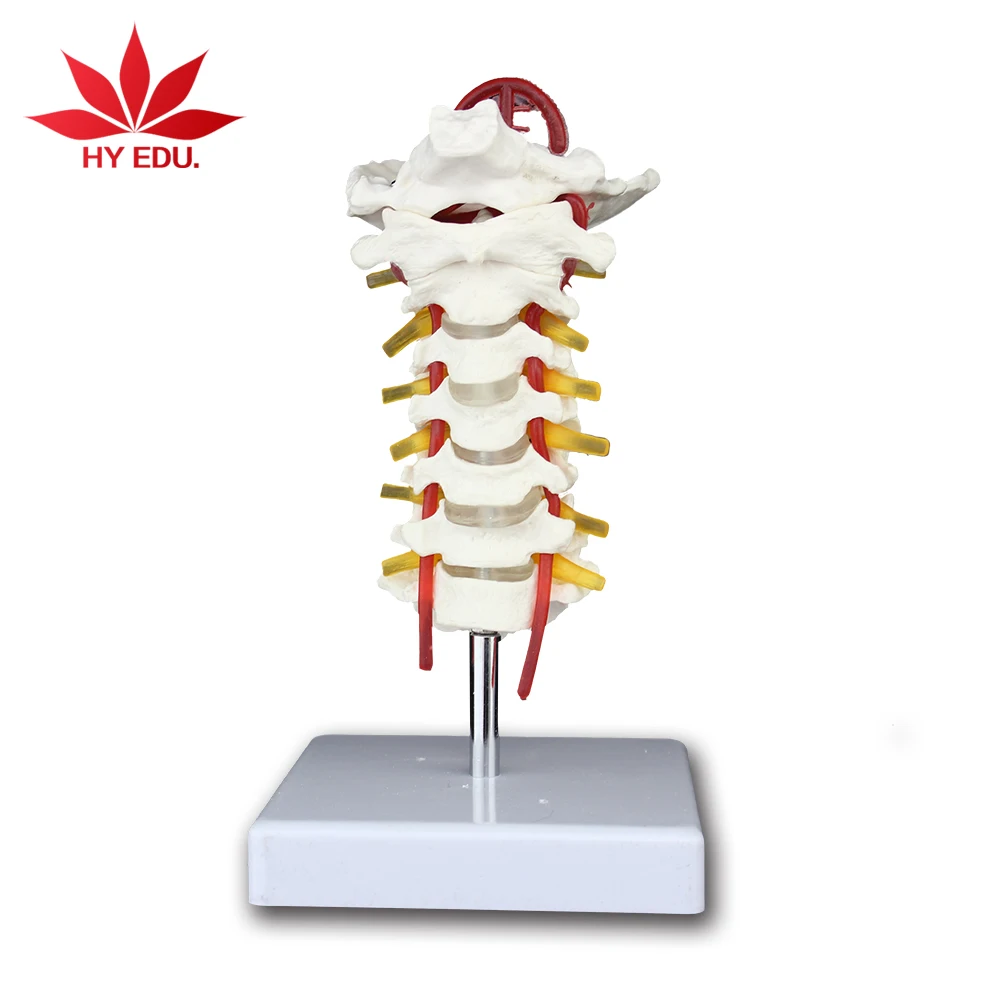 china occipital bone model