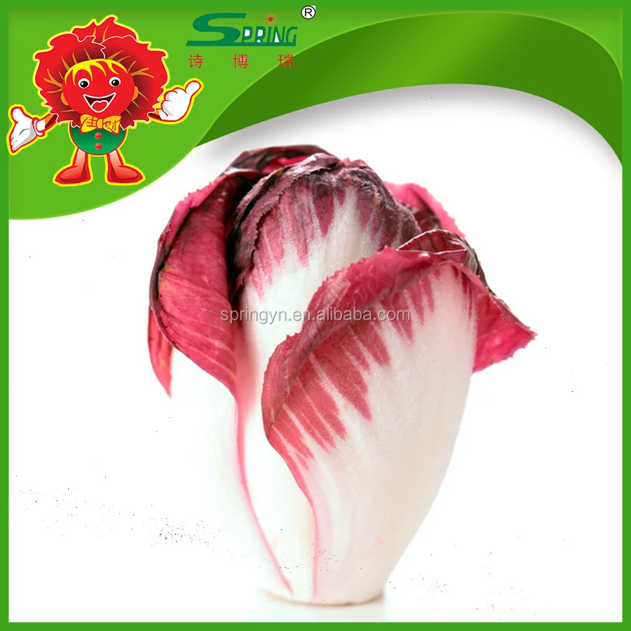 china iceberg lettuce supplier top grade red lettuce red