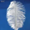 Bulk Ostrich Plumes Small Size Ostrich Pluma Feathers For Garment Decoration