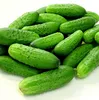 High Quality Chinese Cucumber Seeds For Planting-Tang Shan Autumn Cucumber