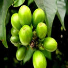 High Quality 50% chlorogenic acid green coffee bean extract powder