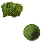 Pure Organic Moringa Leaf Powder with Favorable Price