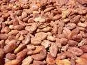 cocoa;coco oil;coffee;hevea