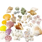 Organic Material Shells Decor Wholesale DIY Beach Decoration Natural Mixed Sea Shells