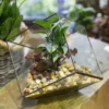 Inclined Cube Clear Glass Geometric Terrarium Planter for Succulents Fern Plants
