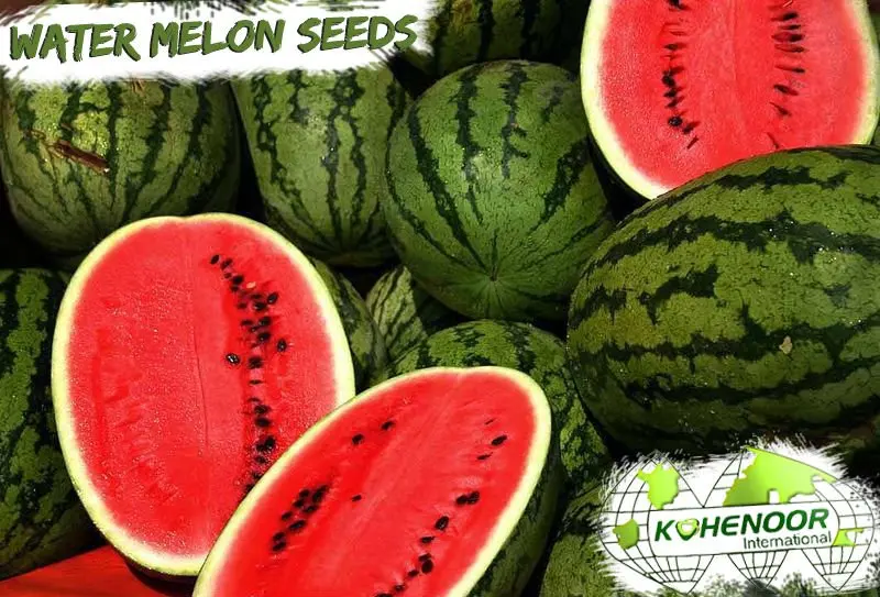big melon seeds