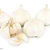 Cheap price garden garlic organic in china manufacturer garlic