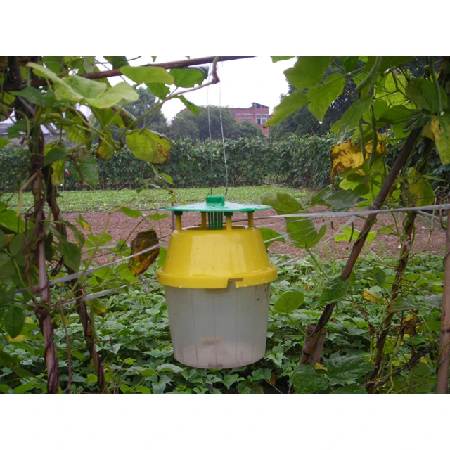 In vegetable garden.jpg