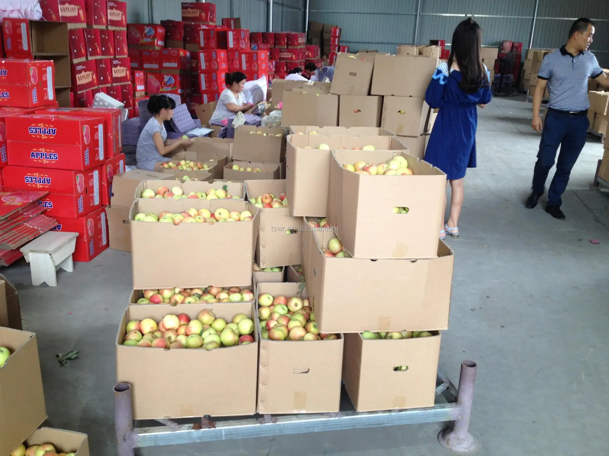 hot sale royal gala apple wholesale China gala apple fruit for export