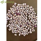 Hot Sale Economical Growing Pinto Light Speckled Kidney Beans
