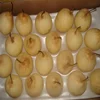 new Crop Chinese Fresh Ya Pear for export