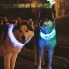 waterproof led dog collar with silicon tube