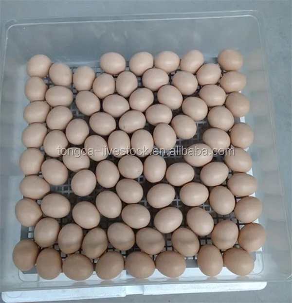  Incubator,48 Egg Mini Incubator,Used Chicken Egg Incubator For Sale