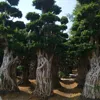 /product-detail/ficus-microcarpa-bonsai-trees-big-ficus-bonsai-root-shape-ficus-60357206062.html