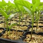 128 cell plastic seed germination tray for agriculture