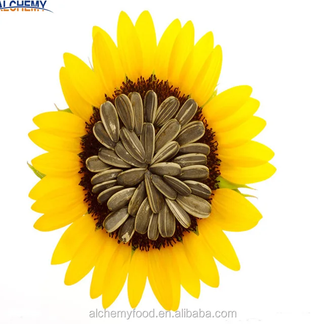 free sample organic sunflower seeds in shell