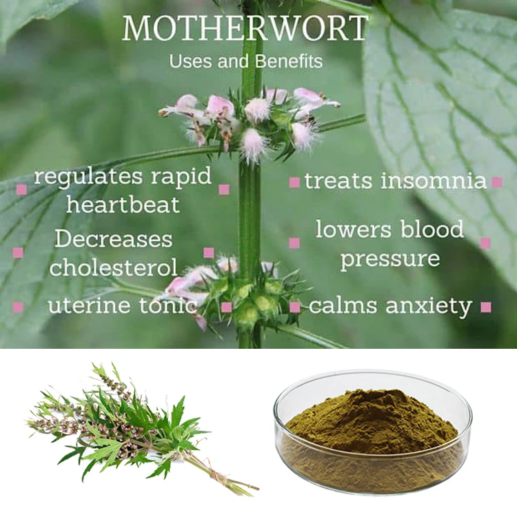 hongda supply yi mu cao motherwort extract leonurine motherwort