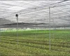 Vegetable Plastic Tunnel Film multi span Greenhouse Agriculture Projects
