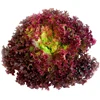 /product-detail/vegetable-f1-organic-leaf-iceberg-head-hydroponic-lettuce-seeds-62004268886.html