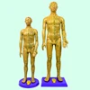 Large male model 60cm female model 58cm high definition Meridian acupuncture human body acupoint teaching model