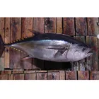 Longline fishing Sea Frozen Albacore tuna for canning