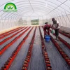/product-detail/agriculture-best-price-factory-direct-sale-poly-film-used-greenhouses-for-sale-62041226431.html