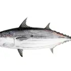 frozen sea fish small size bonito tuna fish for sale