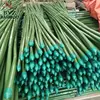 PVC Coated and Color cheap agriculture Tokin Bamboo Cane