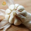garlic fresh garlic 10kg/ctn china 5 pack garlic