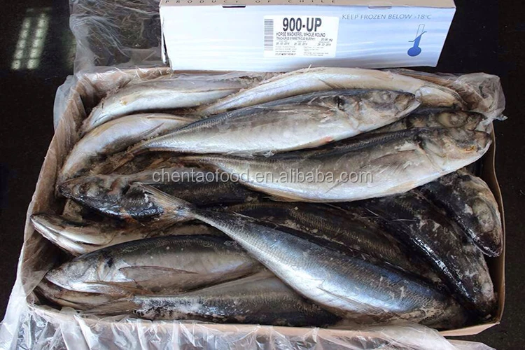 high quality frozen horse mackerel for sale