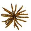 Organic whole sinensis natural dried sell wild supplement cordyceps raw