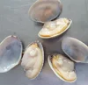 Fresh frozen clam boiled cooking short neck clam