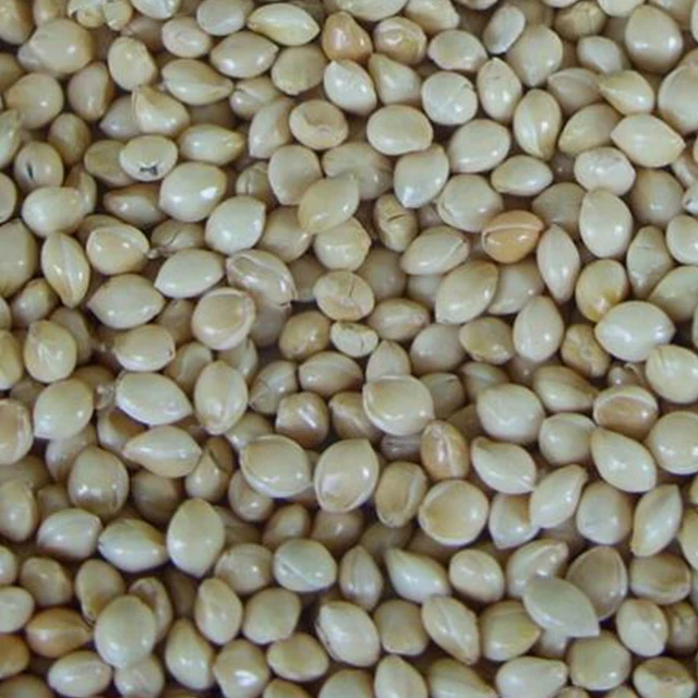 manufacturer competitive price yellow pearl millet importers for