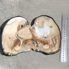 Wholesale vacuum-packed fresh water pearl oyster
