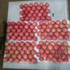 Fuji apple exporter in china