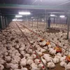 Hot Sale Automatic Poultry Farm Equipments Used For Chicken House