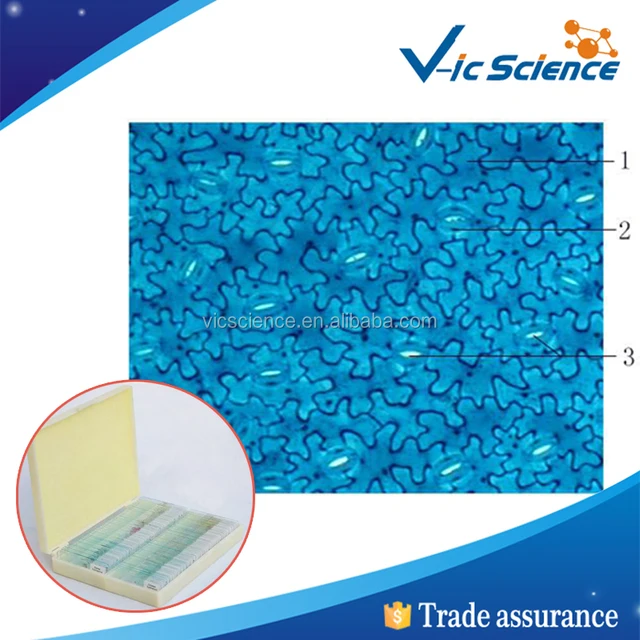 high quality botany slides for microscope specimens
