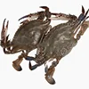 Best selling products swimming crab and live crabs