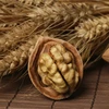 China natural medium size walnut with plumpy meat walnut importers