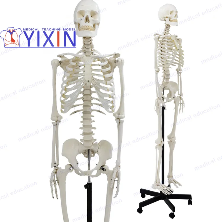 Insan iskelet modeli, 170 cm, tam boy, belden kırma, eğitim modeli, anatomik model