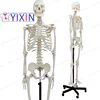 /product-detail/human-skeleton-model-170cm-full-size-articulated-educational-model-anatomical-model-235013848.html