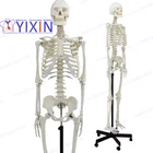 Human Skeleton model, 170cm, full size, articulated, educational model, anatomical model