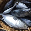 Healthy and Delicious fish bonito tuna whole round price cheap
