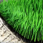Wholesale Nursery Pots Plastic Propagator Hydroponic Vegetable Seedling Tray