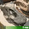 Life size T-rex dinosaur fossils skull for Museum