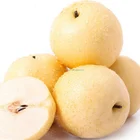 Fresh asian export pear for middle east