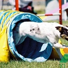 heavy duty vinyl pet dog agility tunnel, UV proof flexible or straight dog tunnel