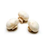 High Quality Chinese Origin Canned mushroom