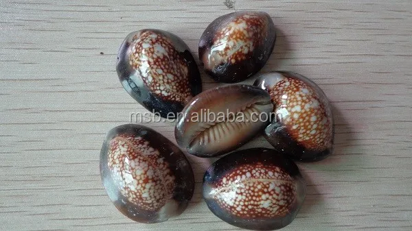 Snakehead Serpents Head Cowrie Cowry Shells Polished Rich